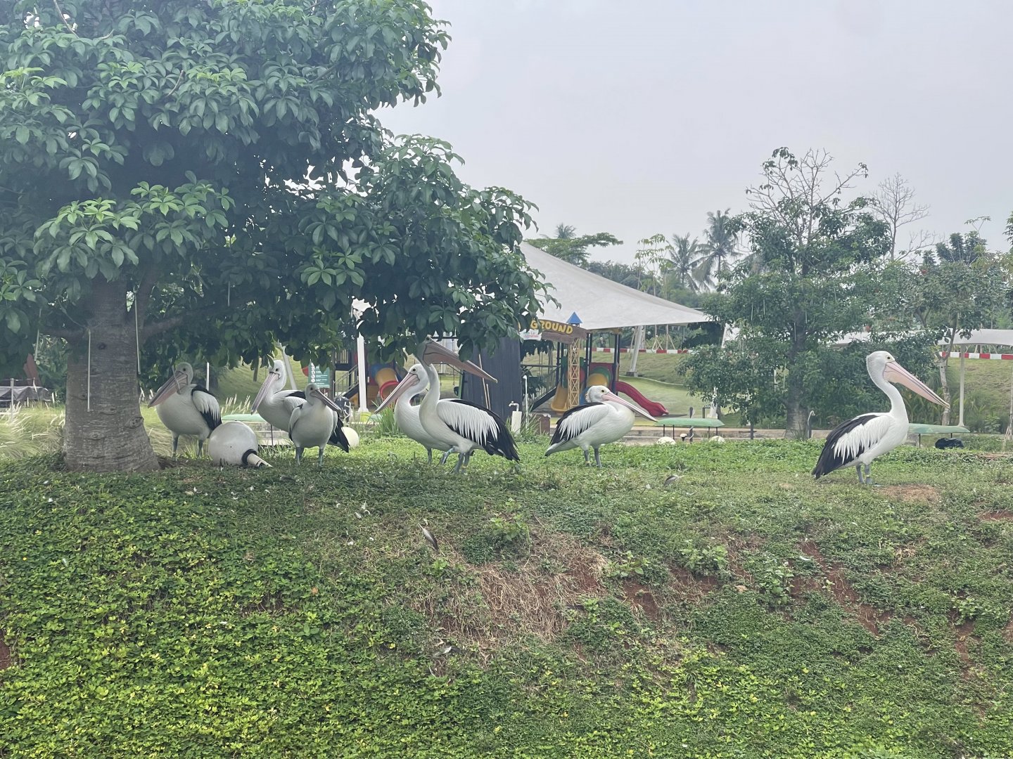 australian pelican (pelecanus conspicillatus) - aviary park