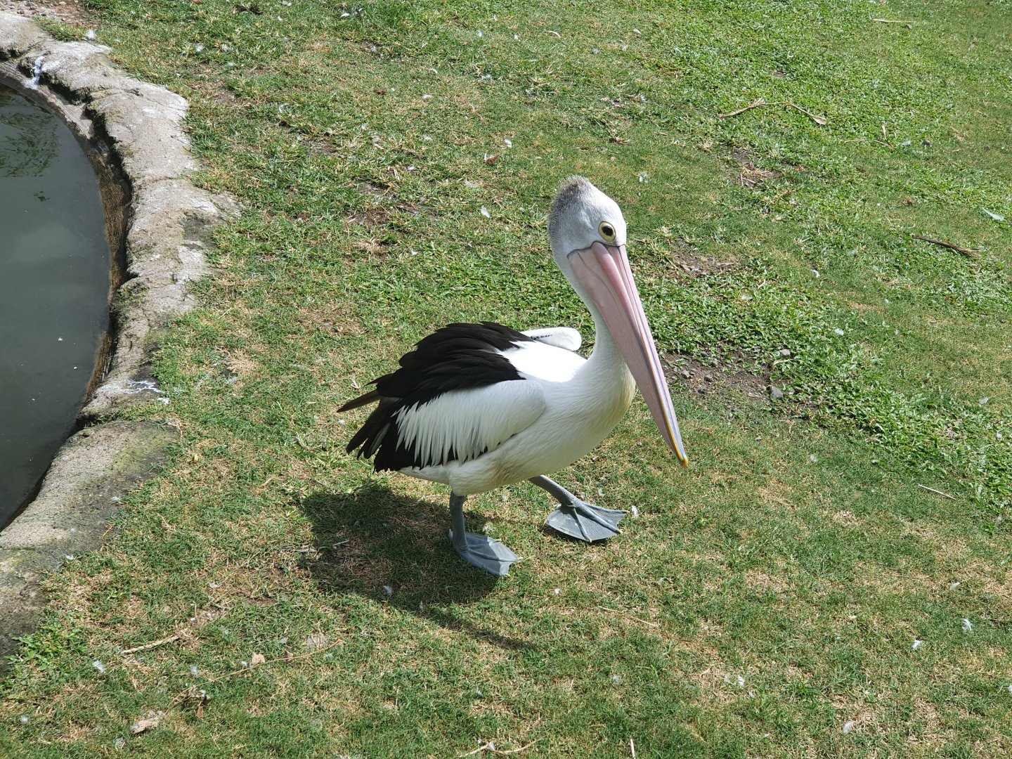 Australian Pelican (Pelecanus conspicillatus) - Baobab Safari Resort