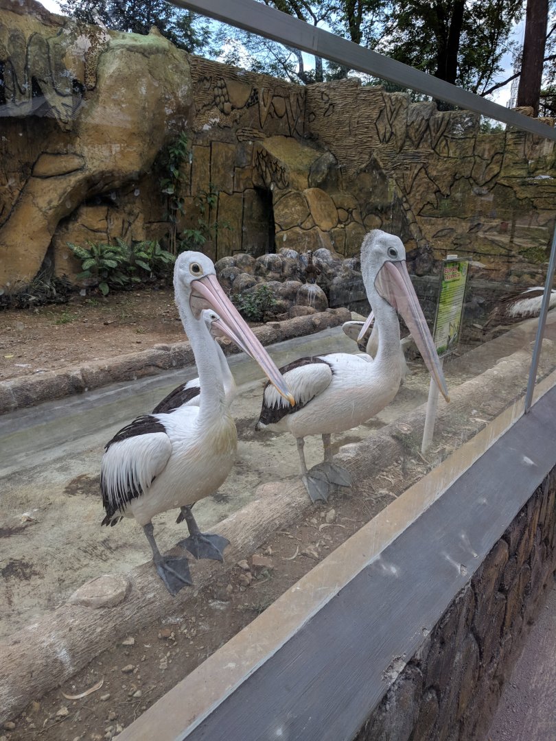 Australian Pelican (Pelecanus conspicillatus) - Taru Jurug Zoo