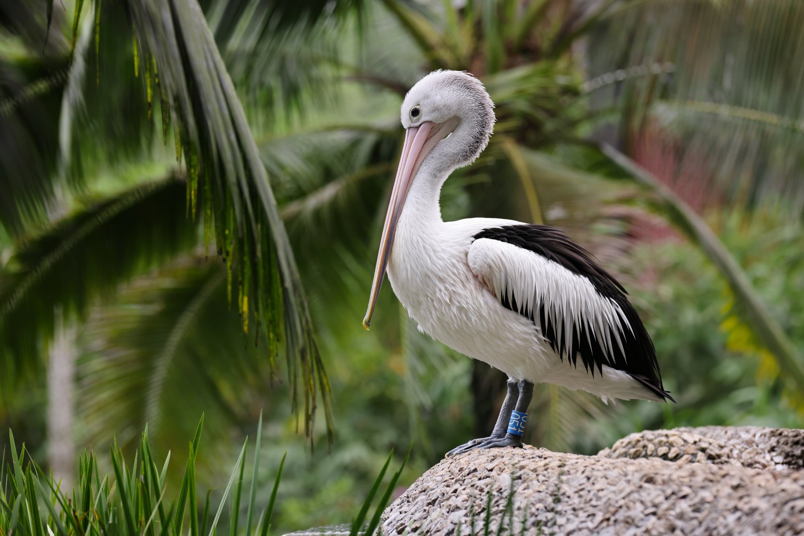 Australian Pelican (Pelecanus conspicillatus) - Wings of Asia