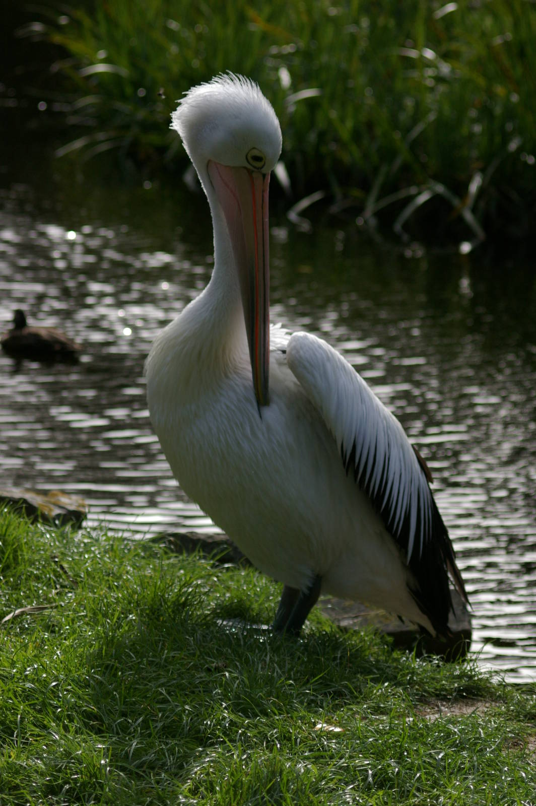 Australian pelican (Pelecanus conspicillatus)