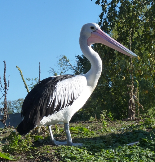 Australian pelican (Pelecanus conspicillatus)
