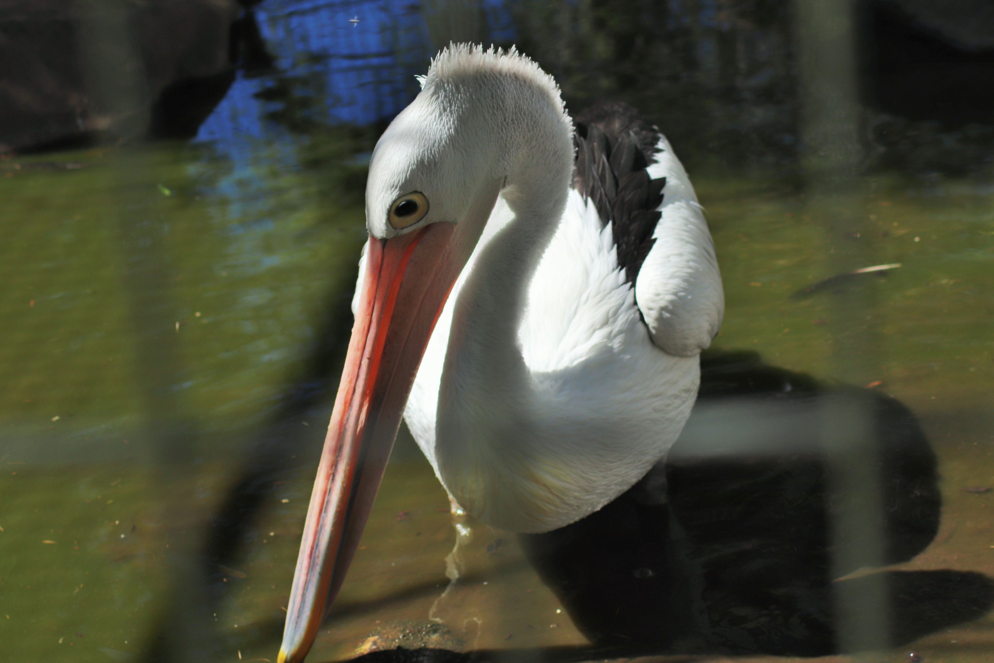 Australian pelican (Pelecanus conspicillatus)