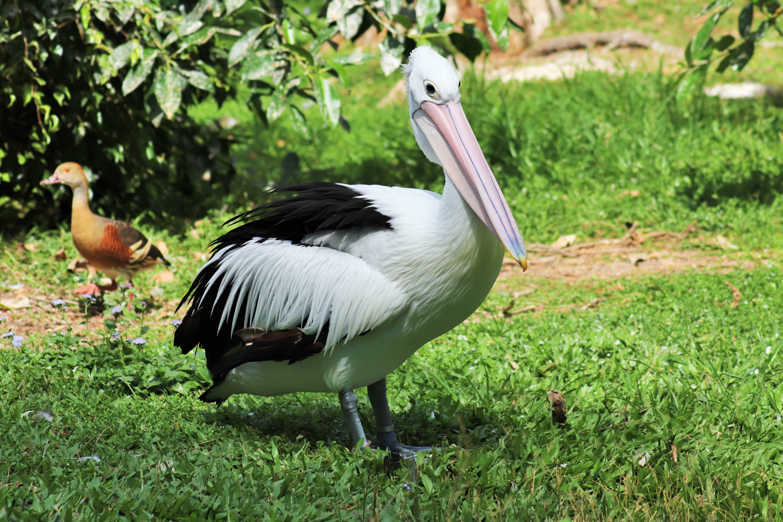 Australian Pelican (Pelecanus conspicillatus)