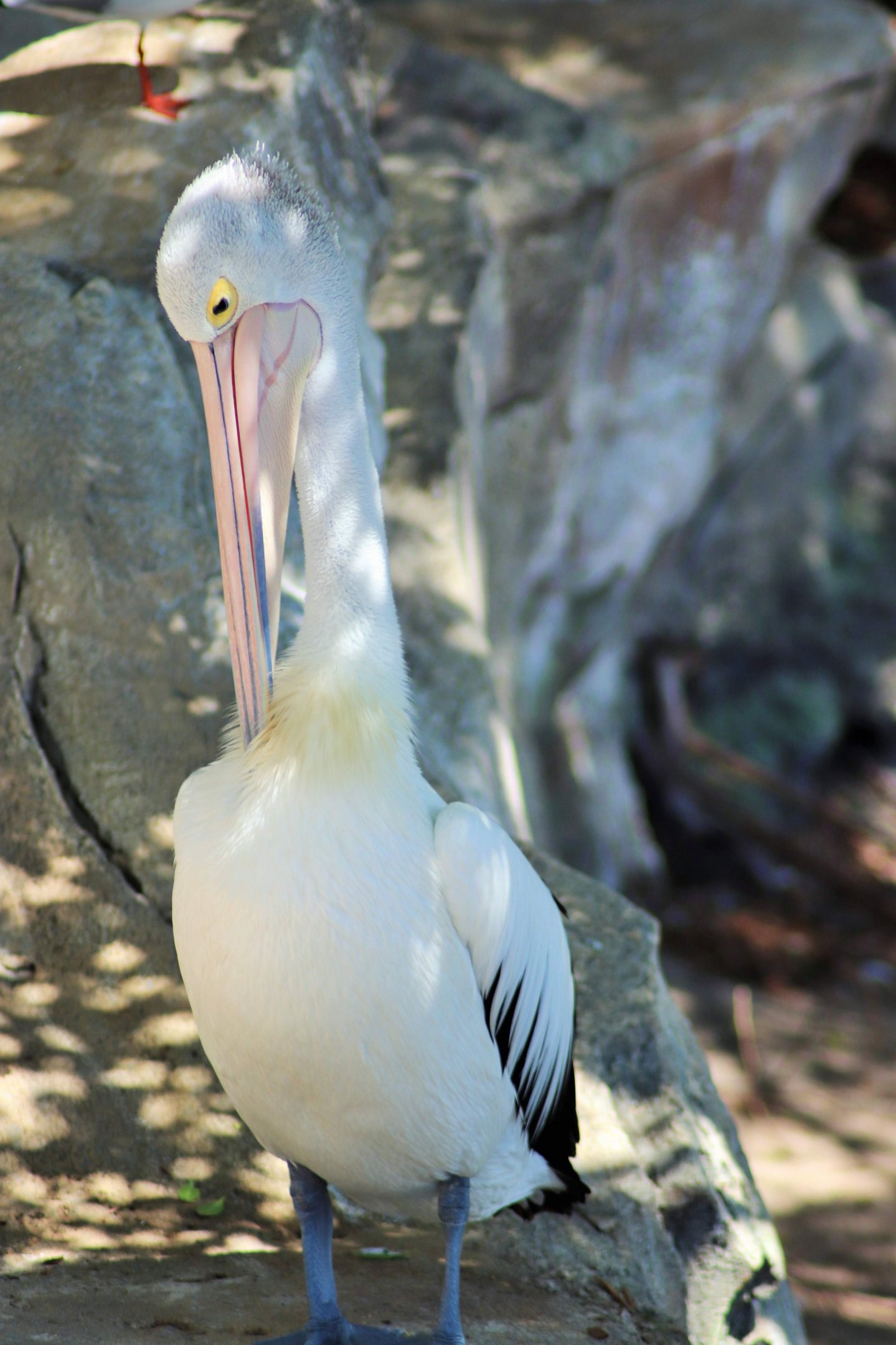 Australian Pelican (Pelecanus conspicillatus)