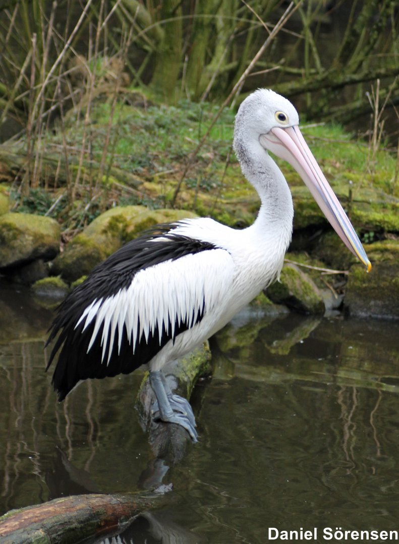 Australian pelican (Pelecanus conspicillatus)