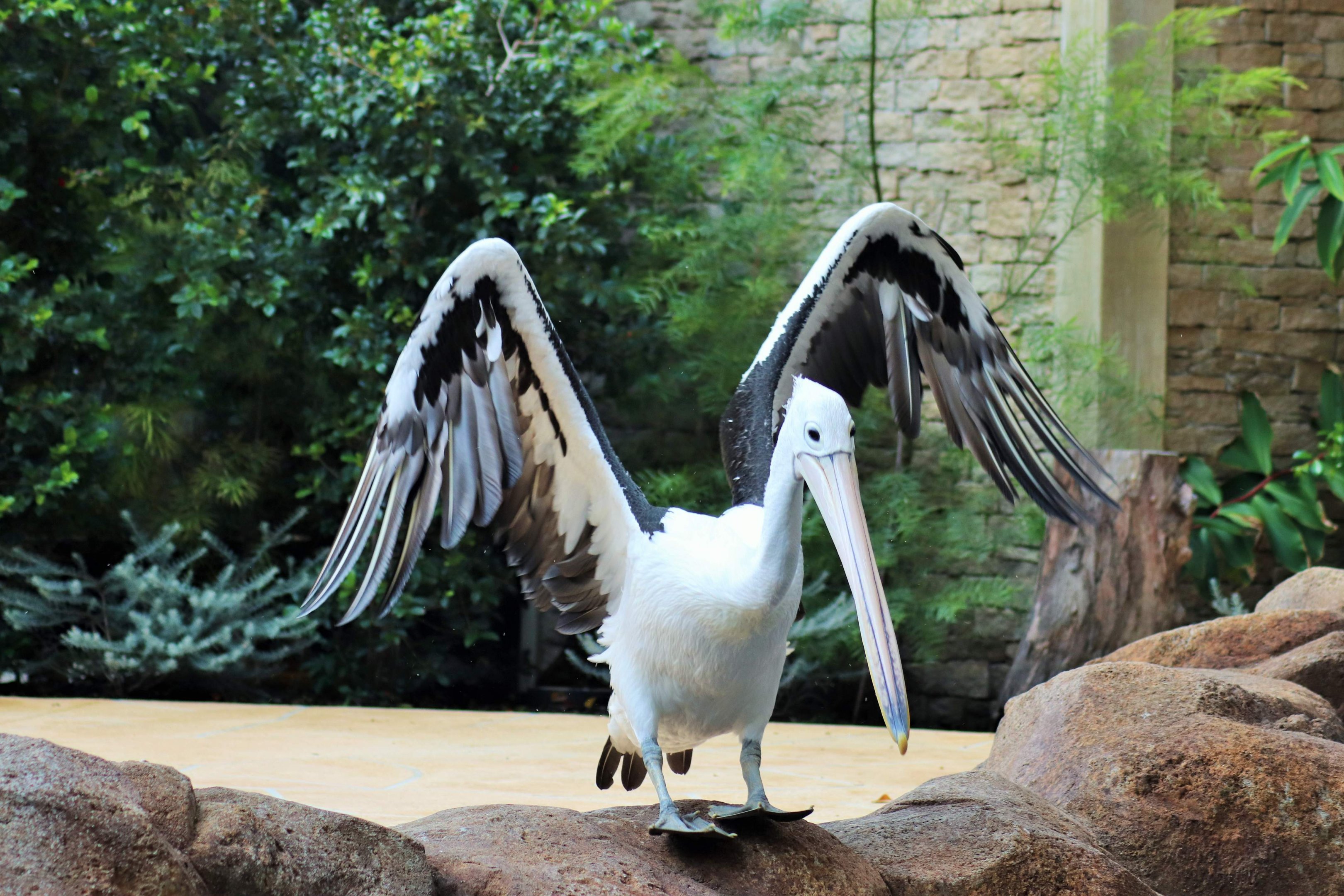 Australian Pelican (Pelecanus conspicillatus)