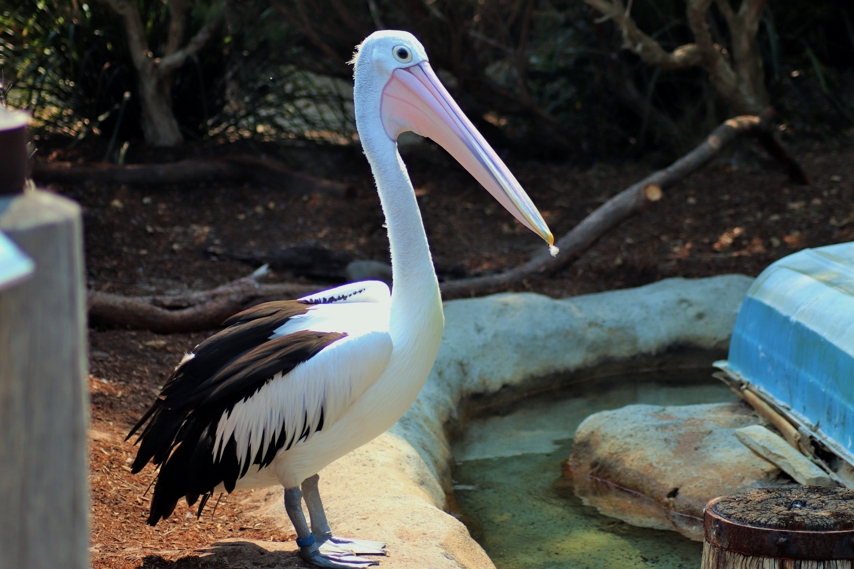 Australian Pelican (Pelecanus conspicillatus)