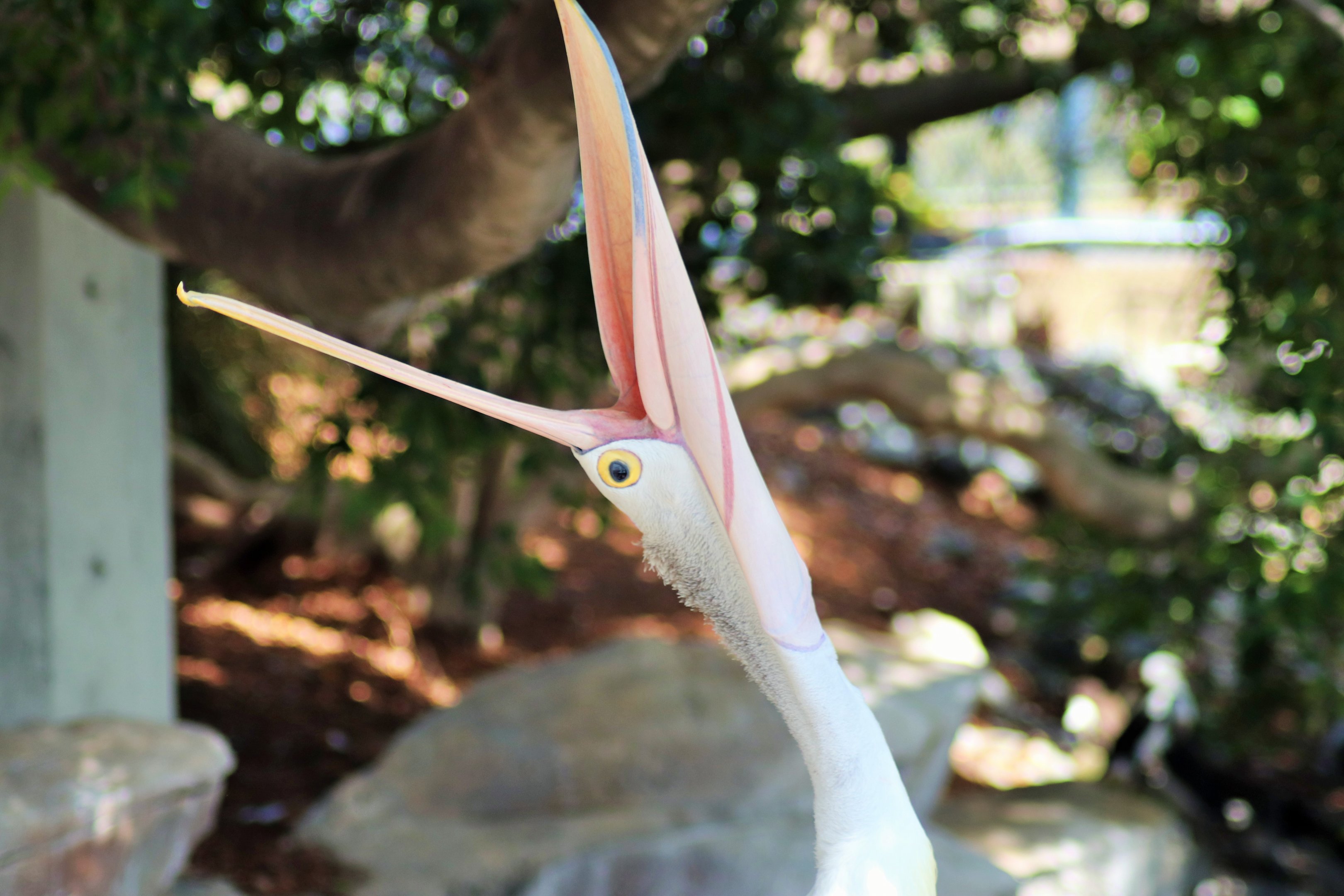 Australian Pelican (Pelecanus conspicillatus)