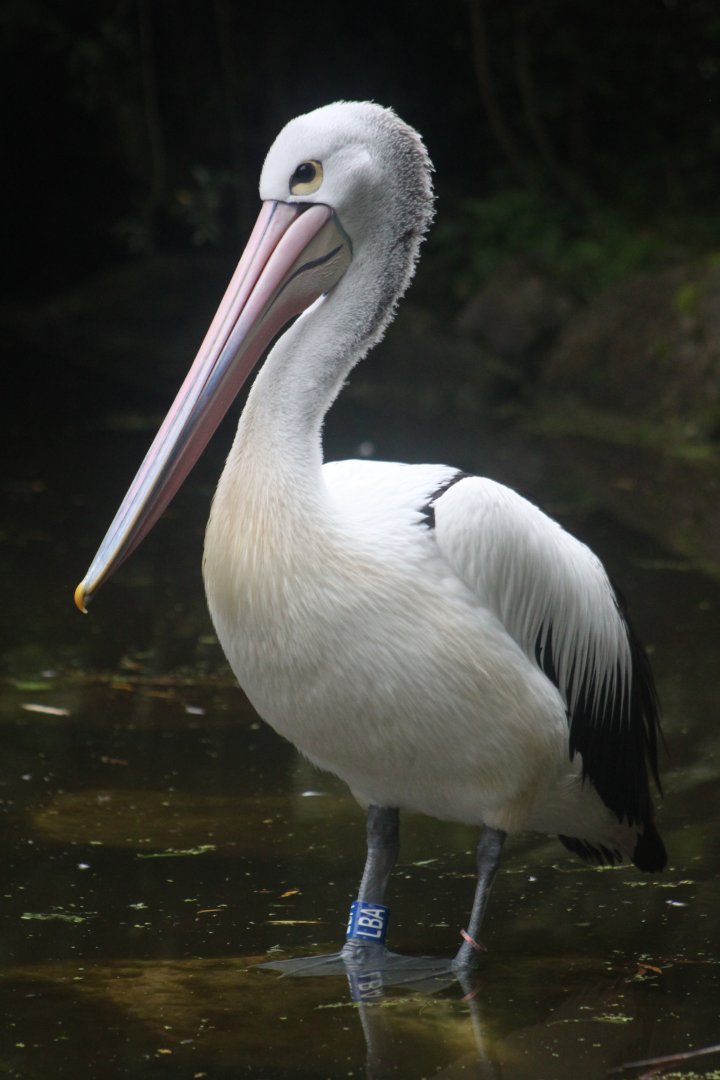 Australian pelican (Pelecanus conspicillatus)