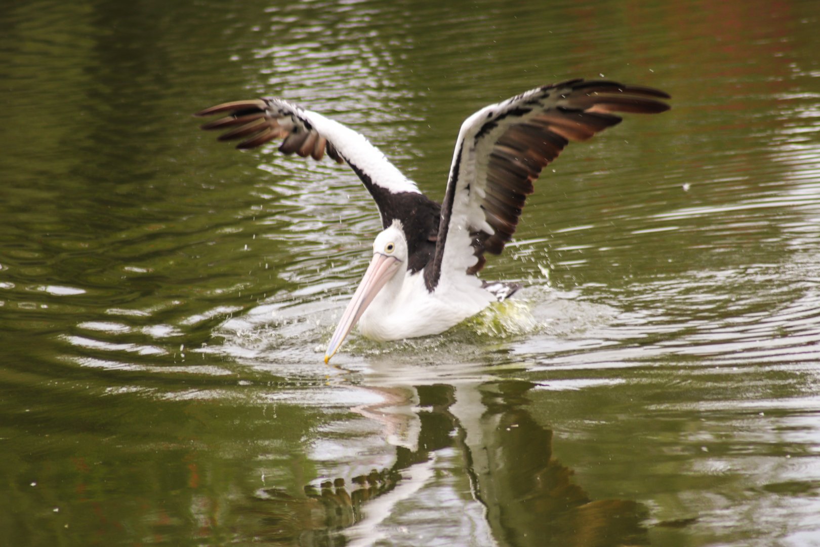 Australian Pelican (Pelecanus conspicillatus)