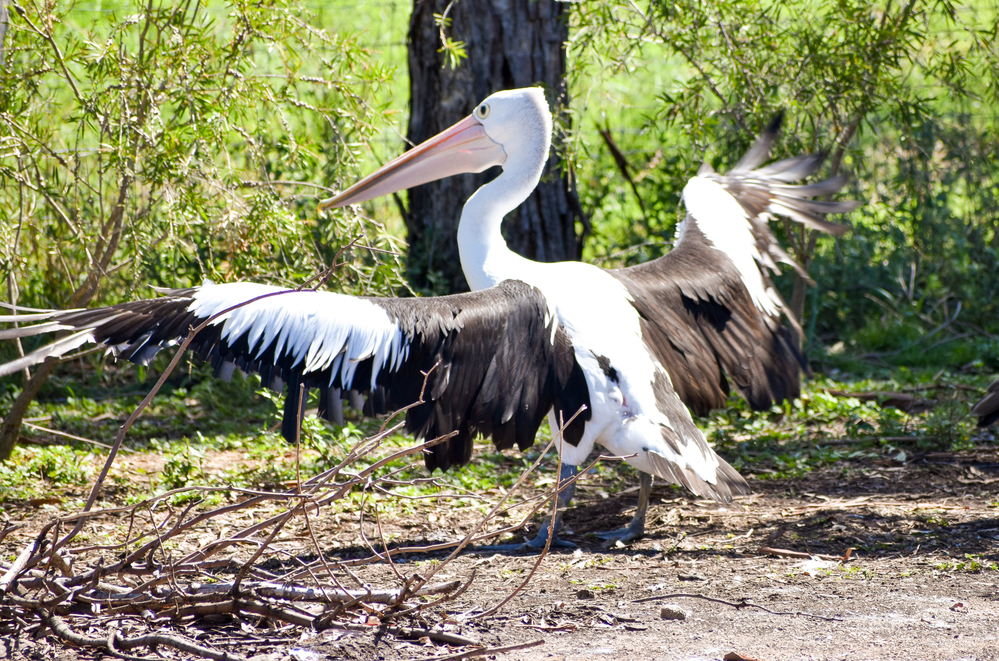 Australian Pelican (Pelecanus conspicillatus)