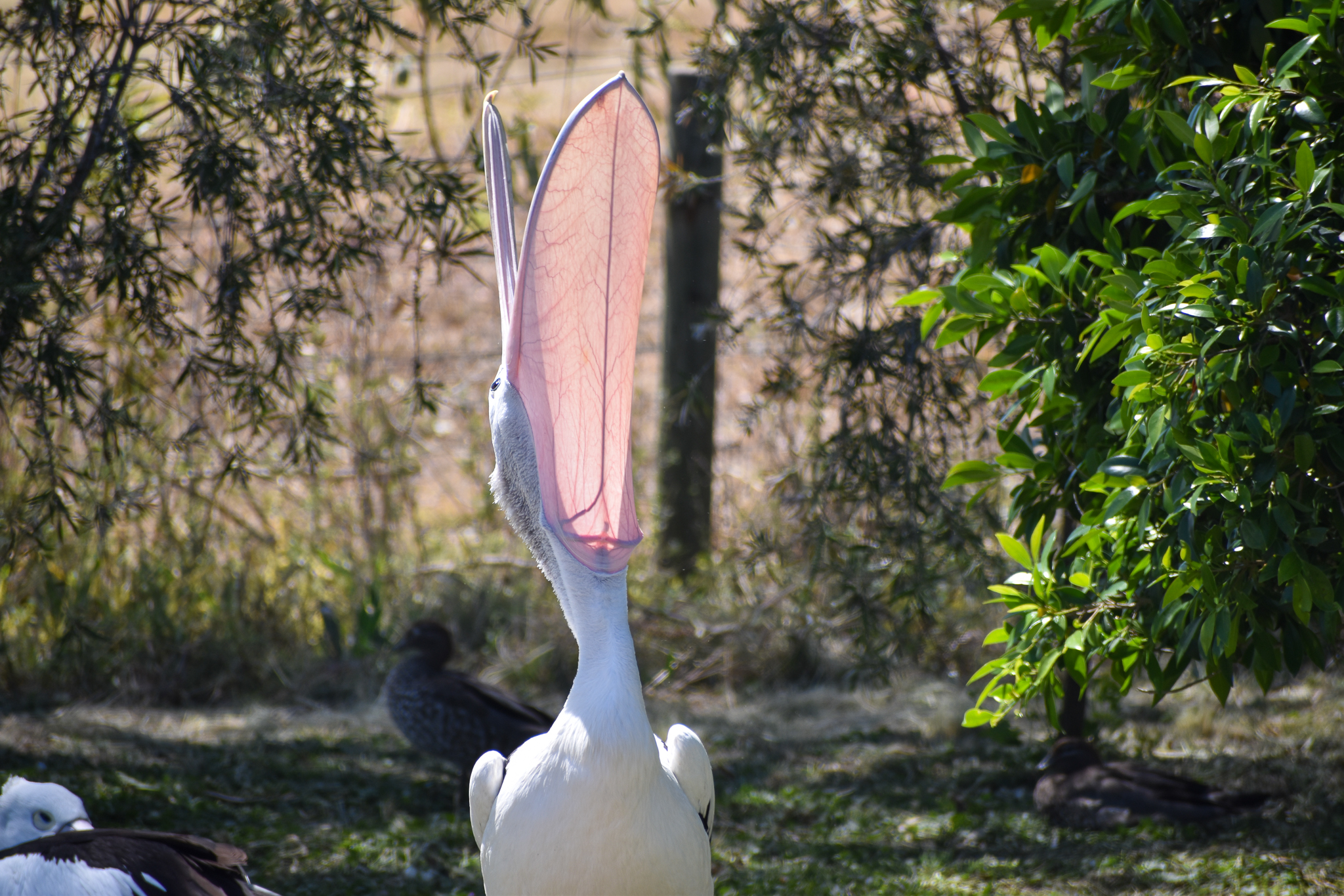 Australian Pelican (Pelecanus conspicillatus)