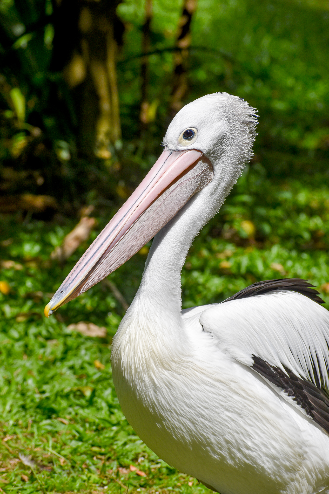 Australian Pelican (Pelecanus conspicillatus)