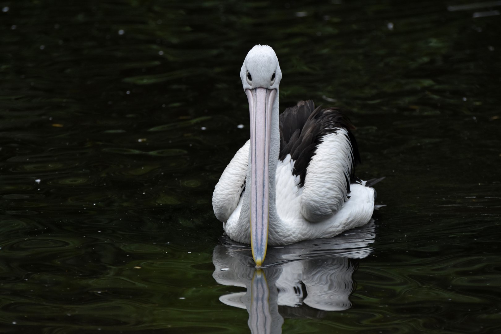 Australian Pelican Pelecanus conspicillatus