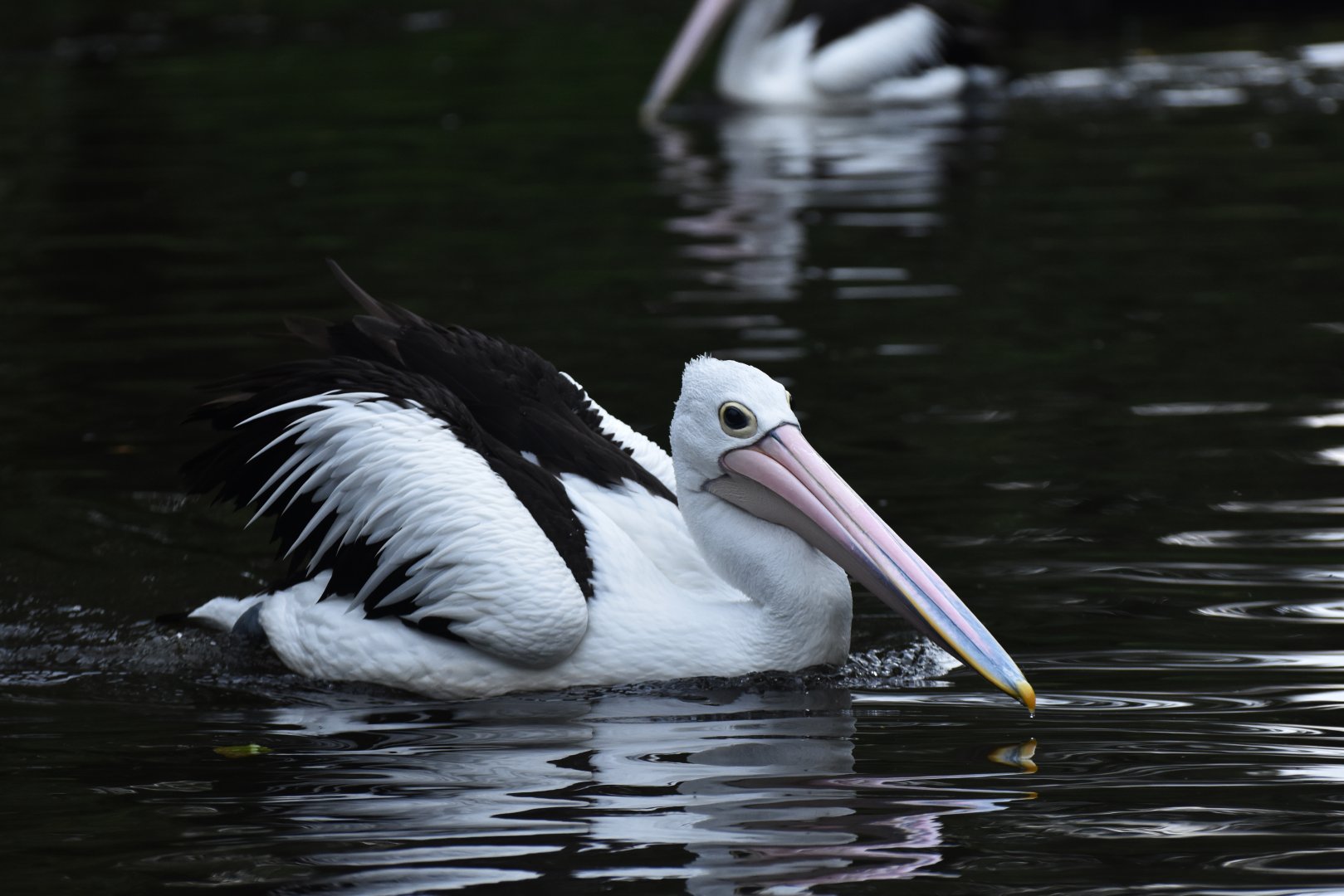 Australian Pelican Pelecanus conspicillatus