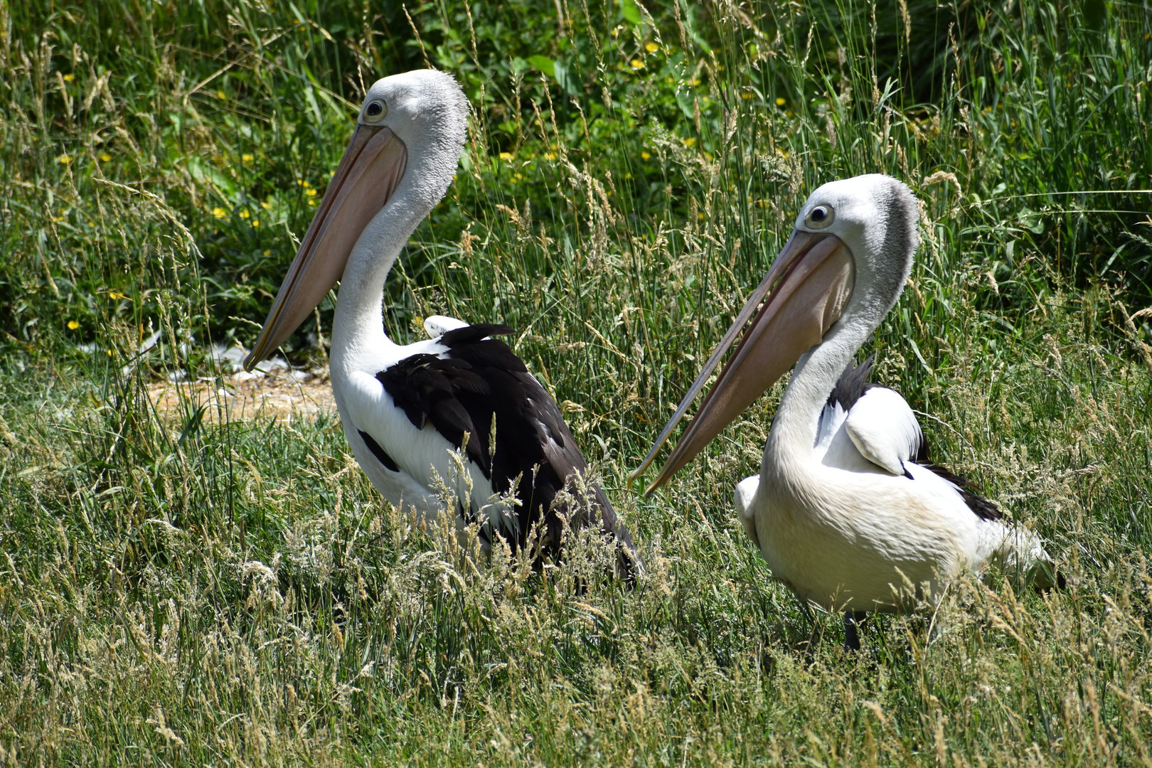 Australian Pelican - Pelecanus conspicillatus