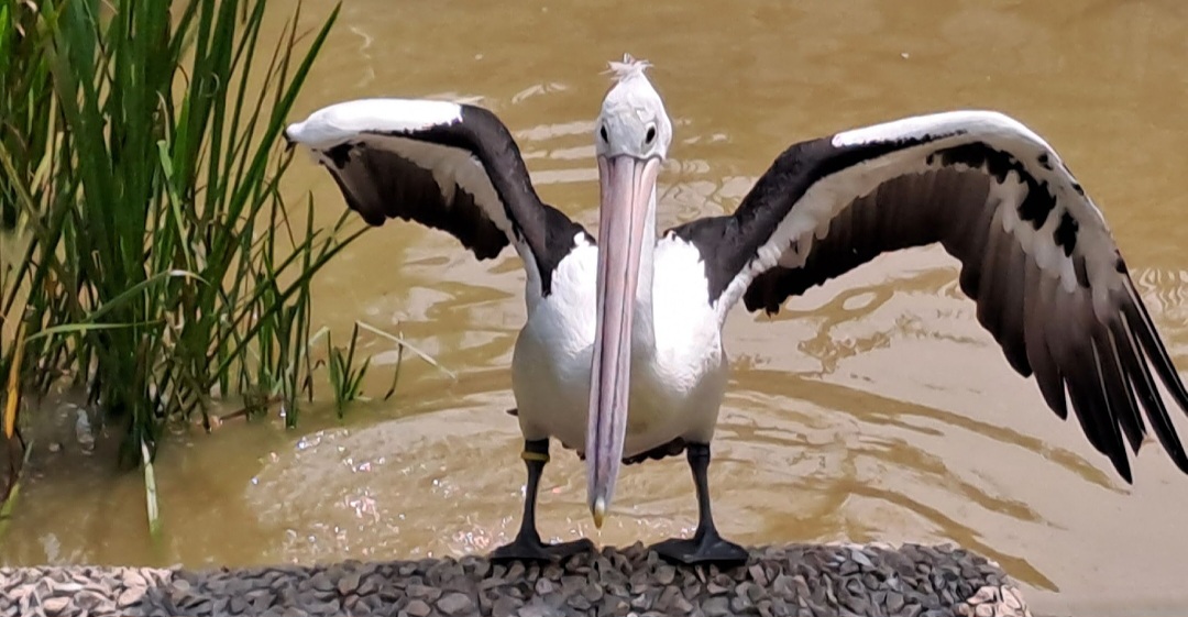 Australian Pelican (Pelecanus conspicillatus)