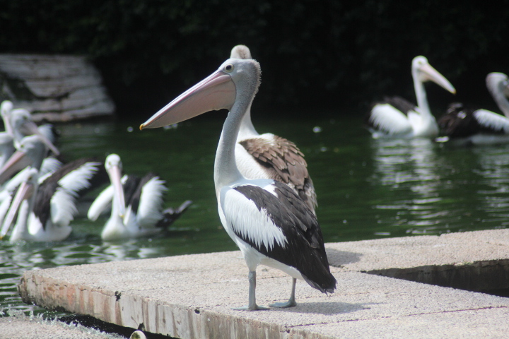 Australian pelican (Pelecanus conspicillatus)
