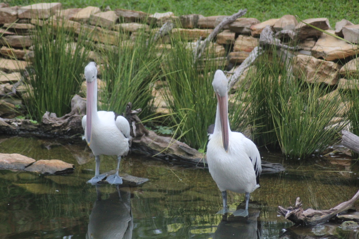 Australian pelican (Pelecanus conspicillatus)