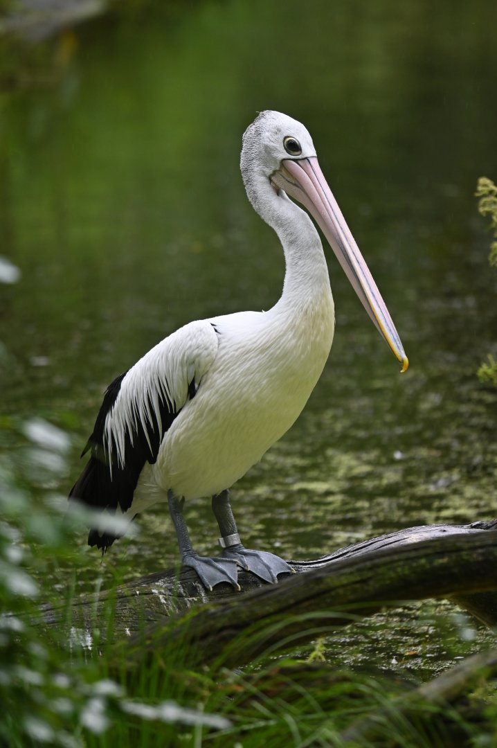 Australian Pelican Pelecanus conspicillatus