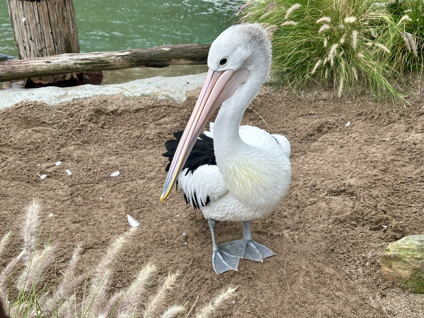 Australian pelican (Pelecanus conspicillatus)