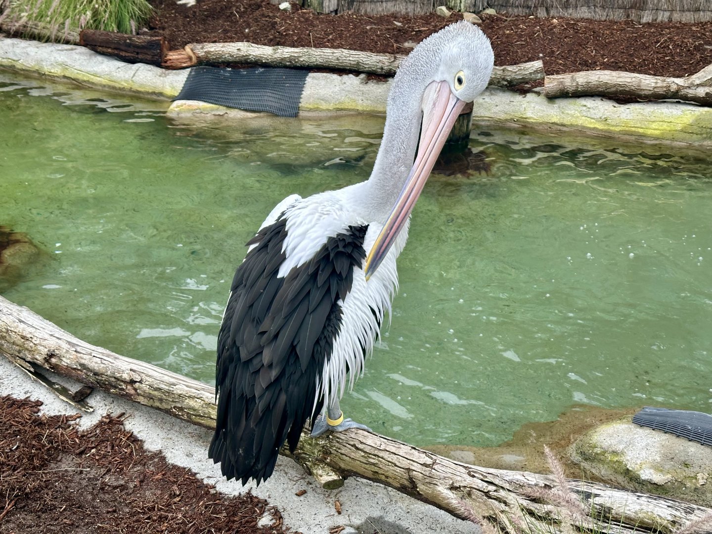 Australian pelican (Pelecanus conspicillatus)