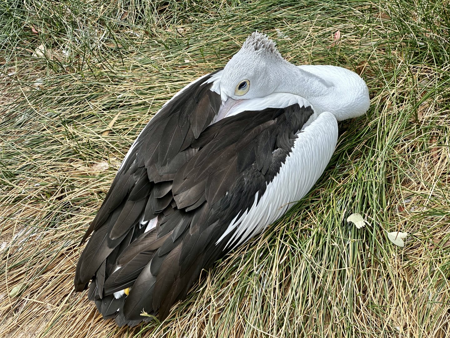 Australian pelican (Pelecanus conspicillatus)