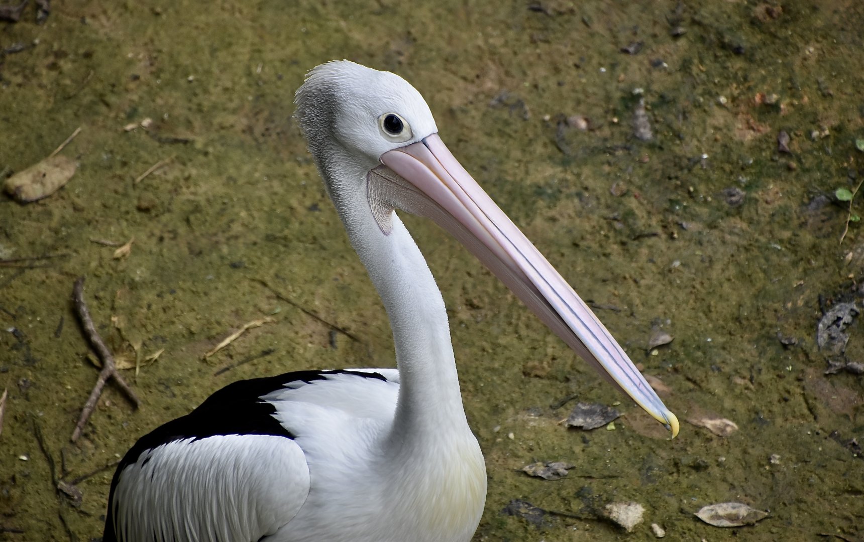 Australian Pelican (Pelecanus conspicillatus)