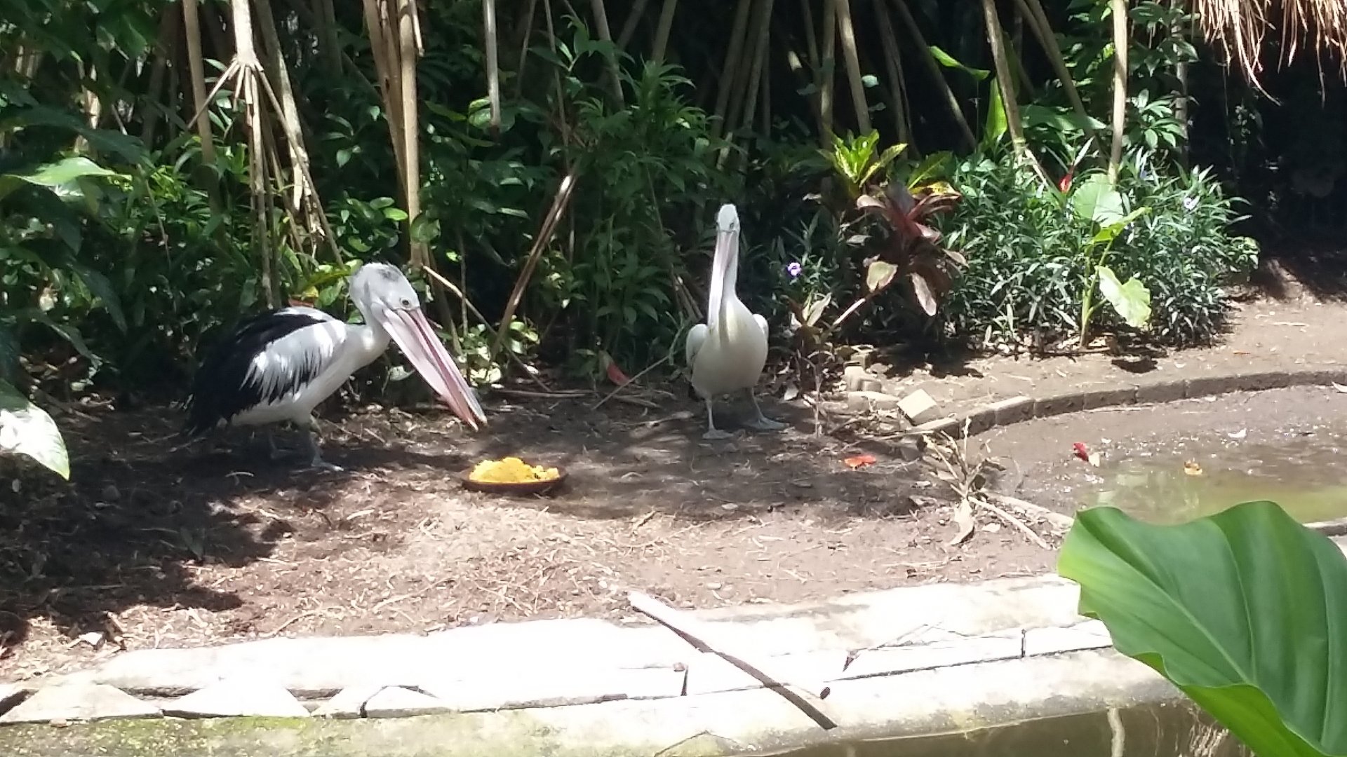 Australian pelican (Pelecanus conspicillatus)