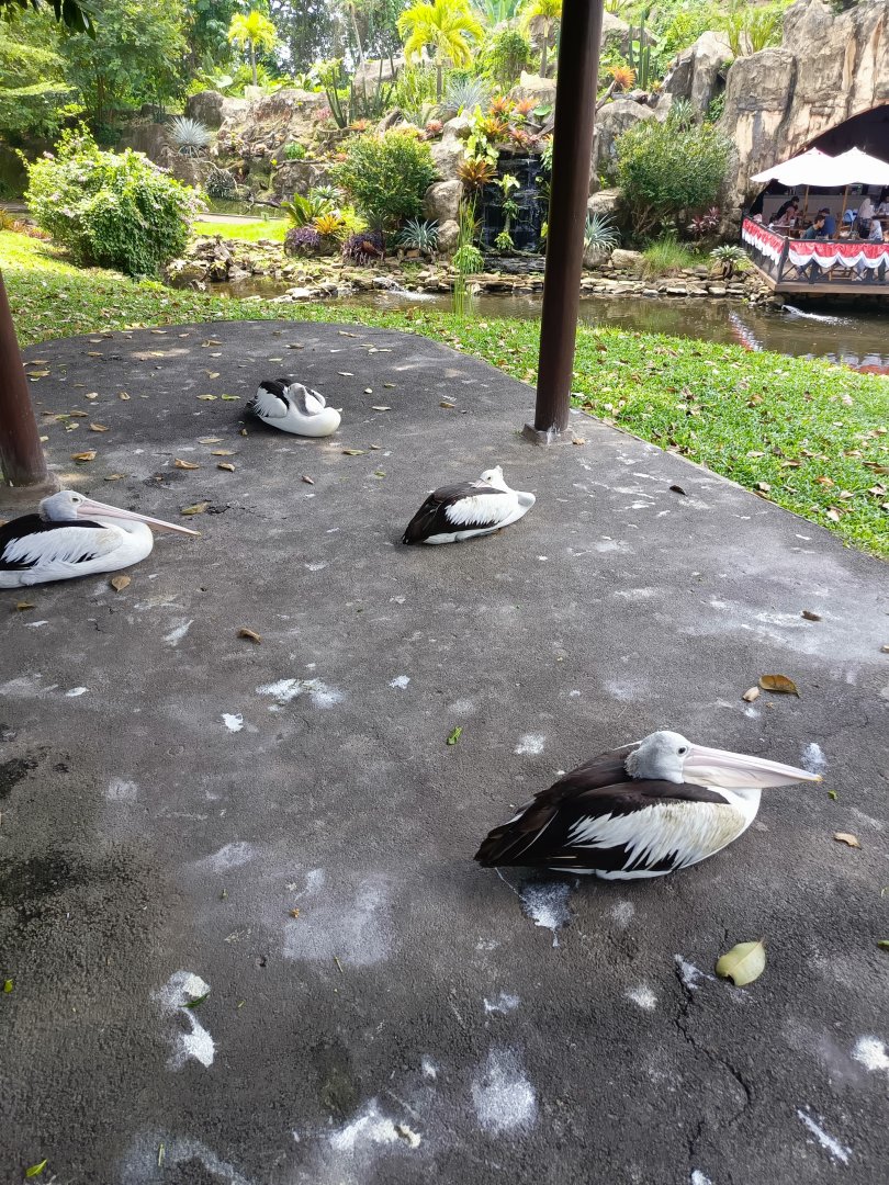 Australian Pelican (Pelecanus conspicillatus)