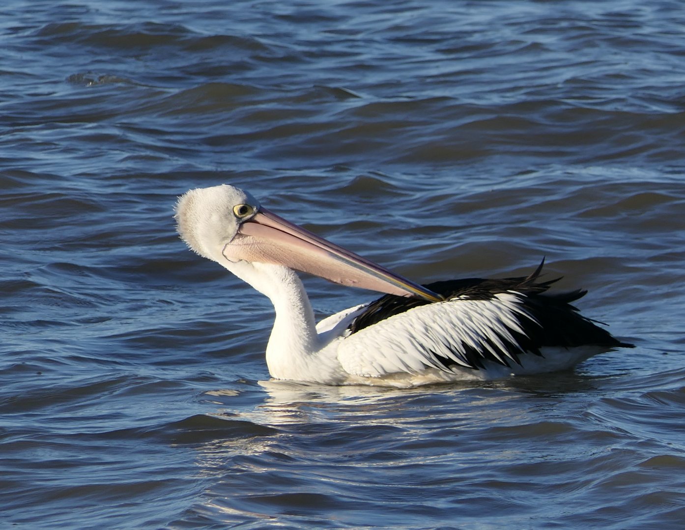 Australian Pelican (Pelecanus conspicillatus)