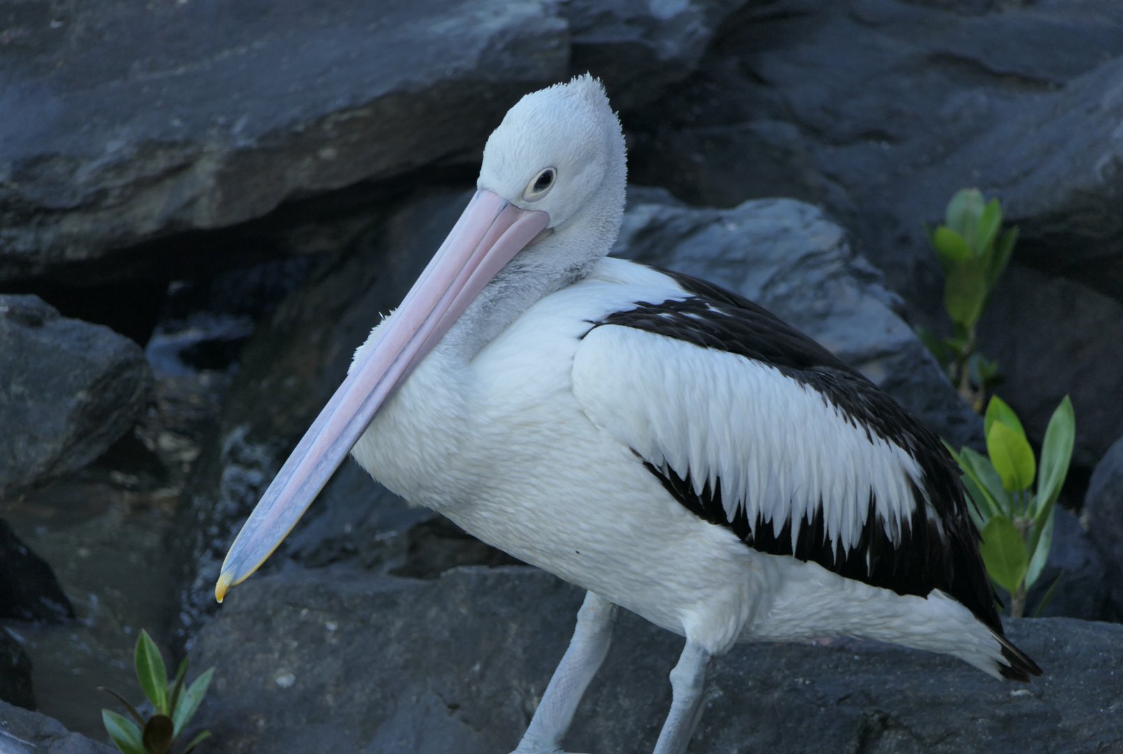 Australian Pelican (Pelecanus conspicillatus)