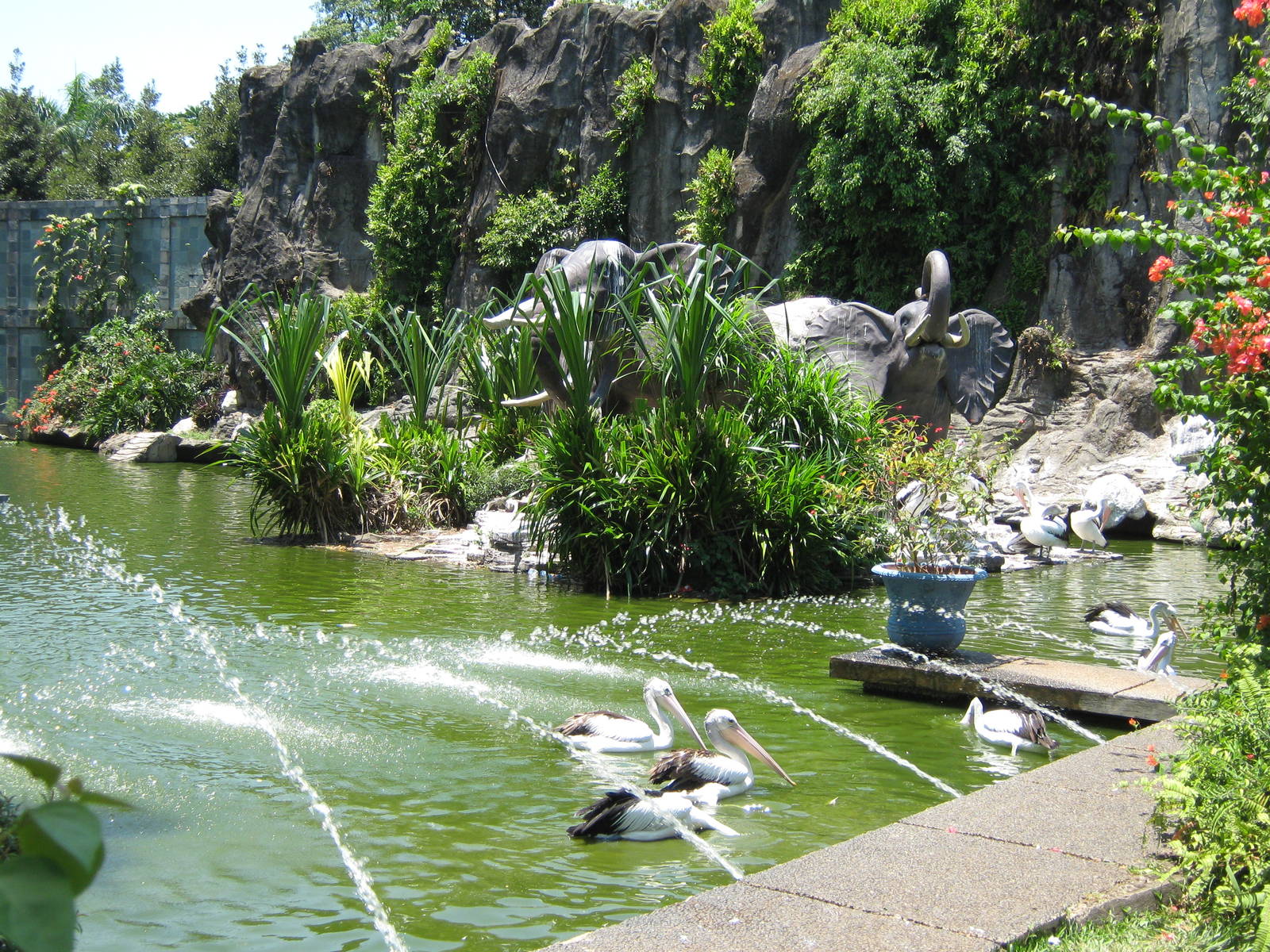 Australian pelican pool