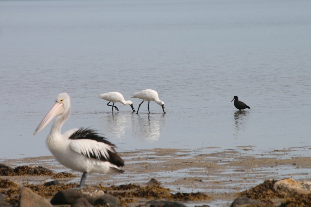 Australian Pelican, Royal Spoonbills and Sooty Oystercatcher