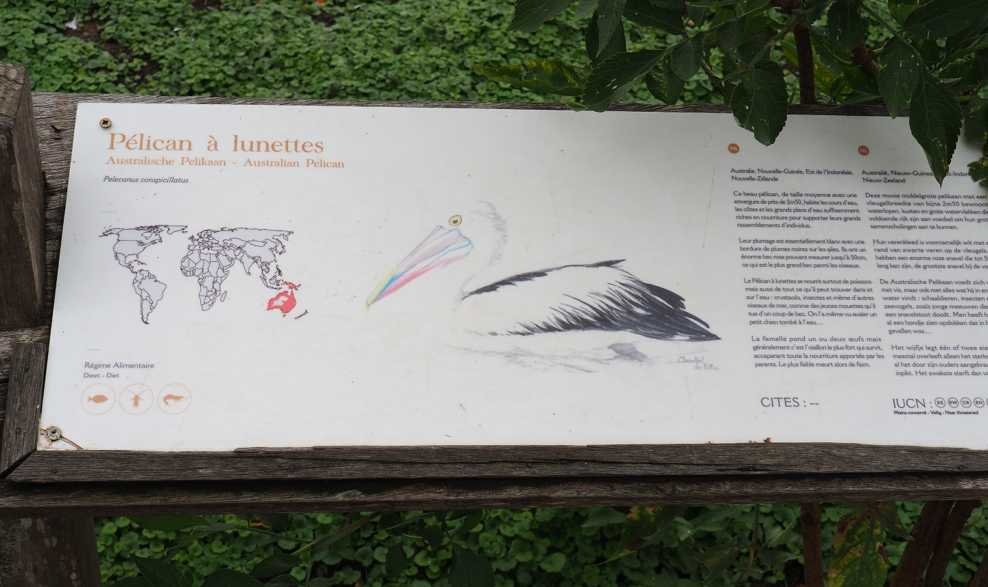 Australian pelican signage, 2019-10-04