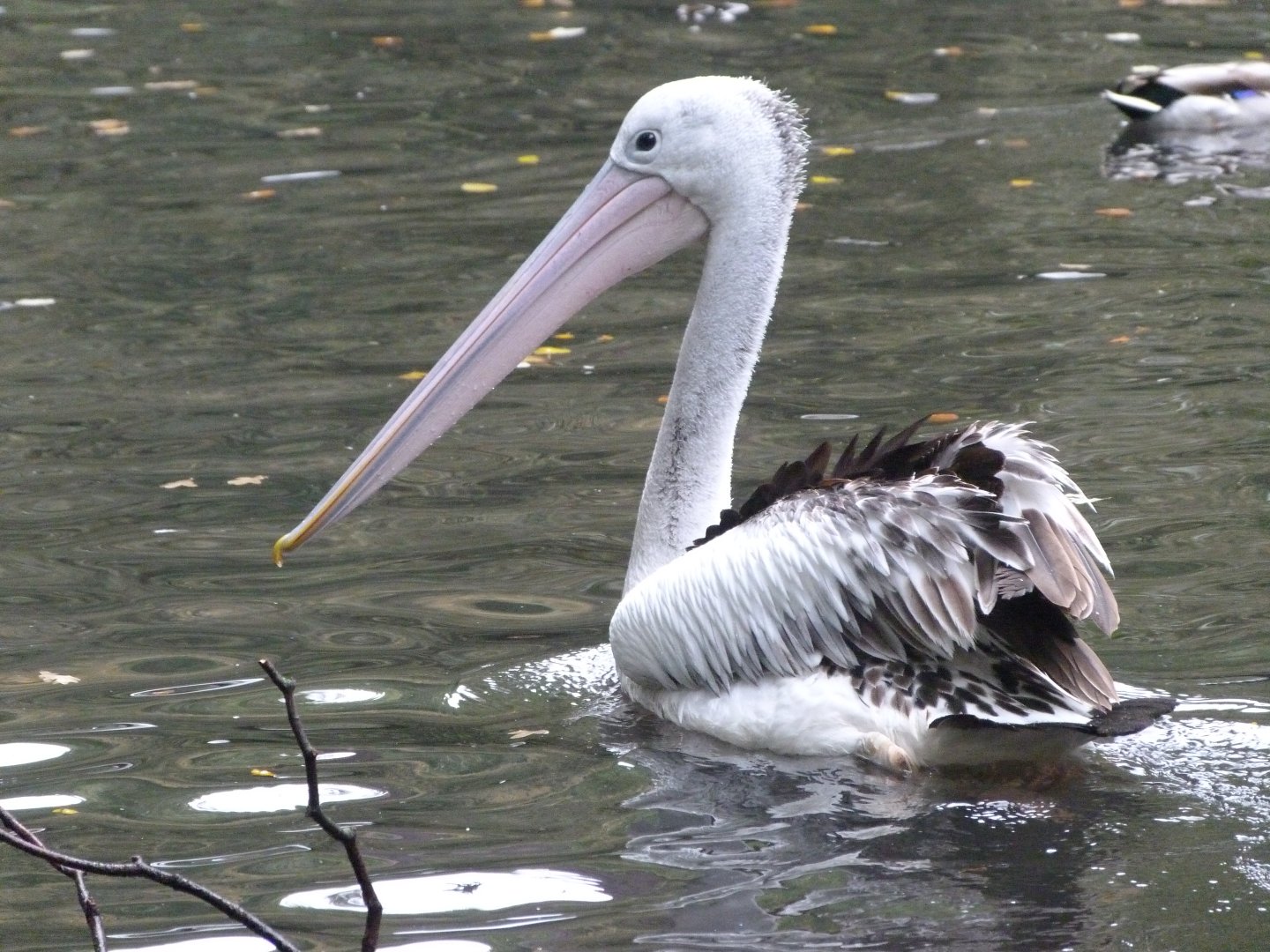 Australian pelican -Tierpark Berlin (2024)