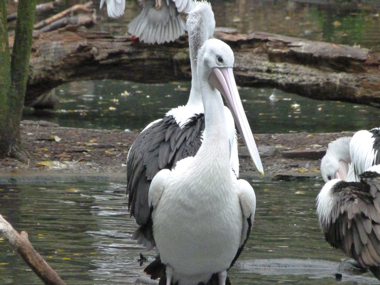 Australian pelican -Tierpark Berlin (2024)