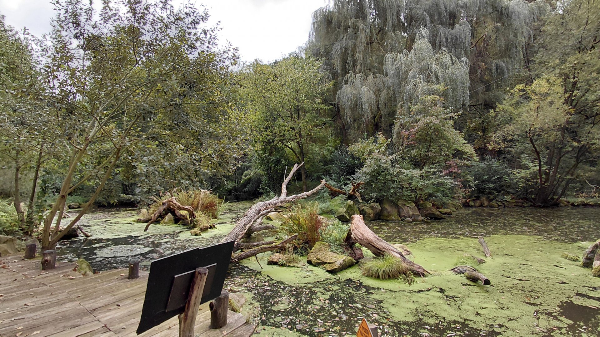 Australian pelican walkthrough exhibit