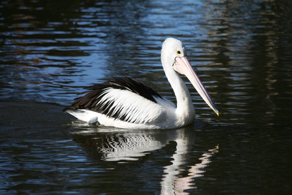 Australian Pelican