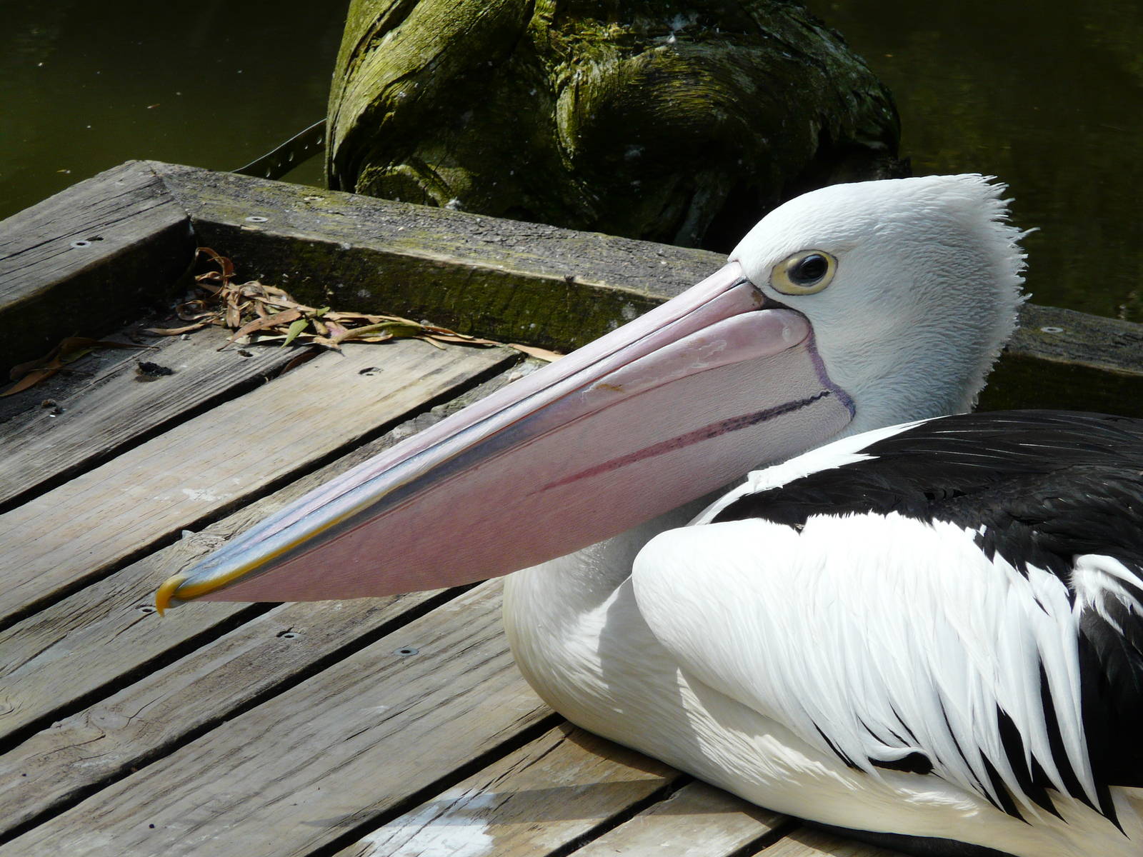 Australian pelican