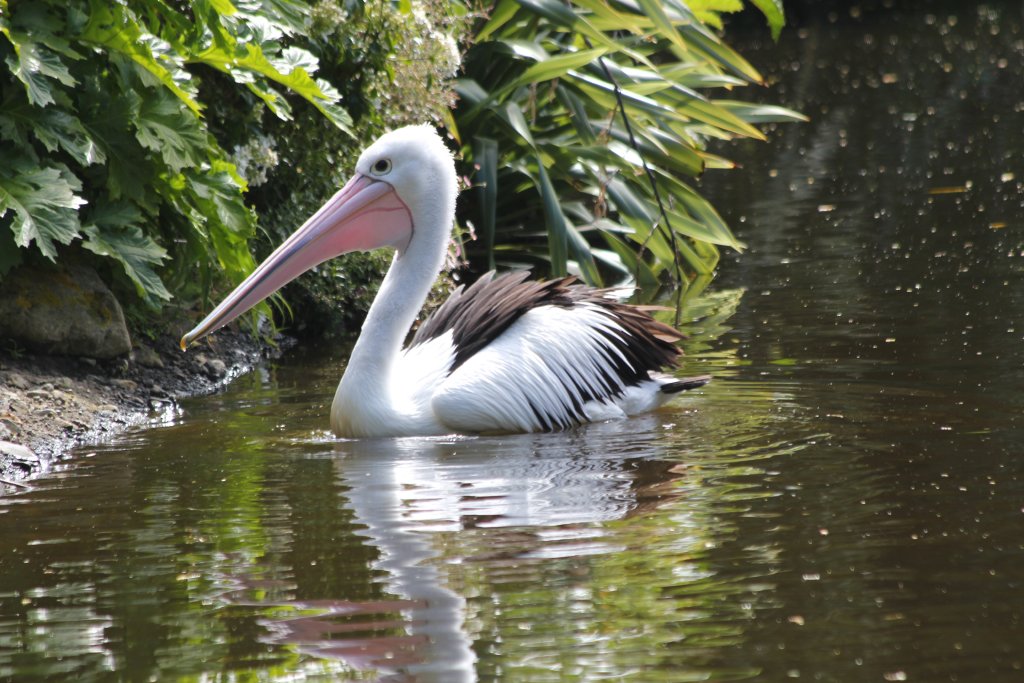 Australian Pelican