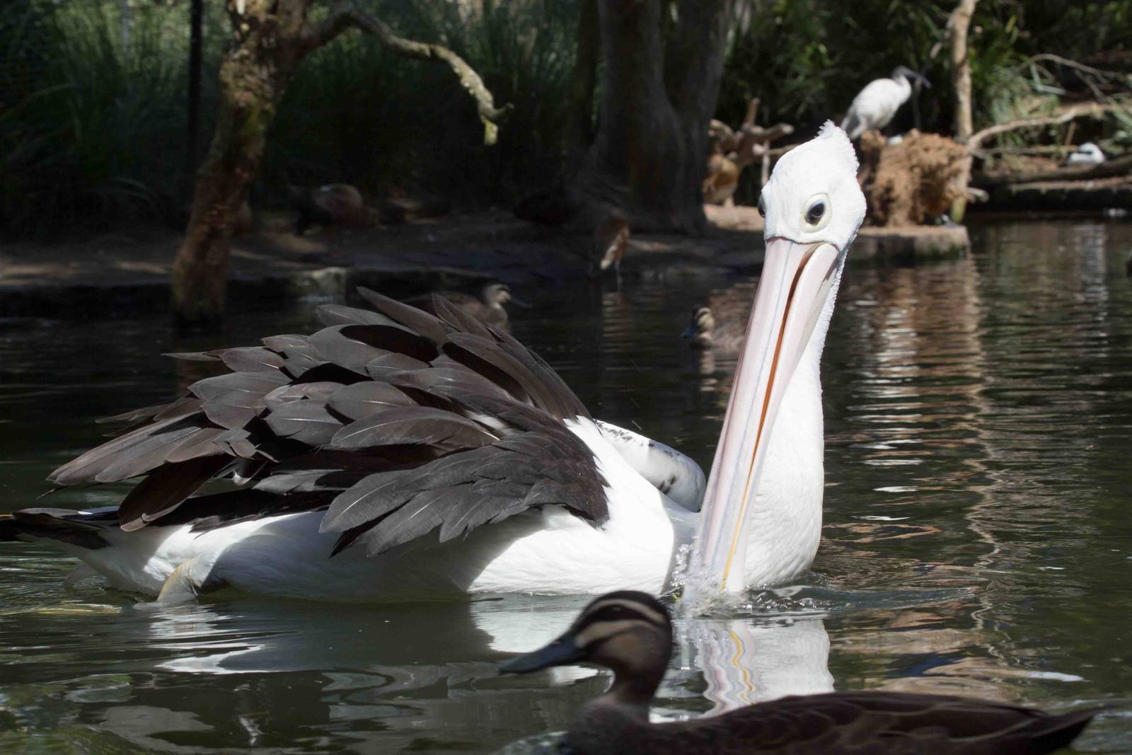 Australian Pelican