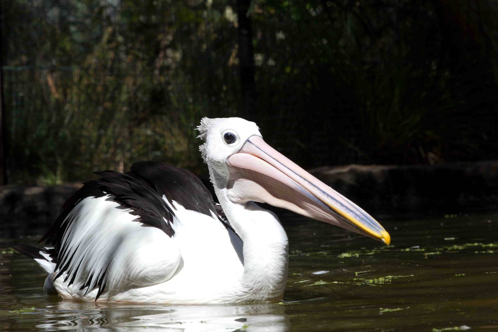 Australian Pelican
