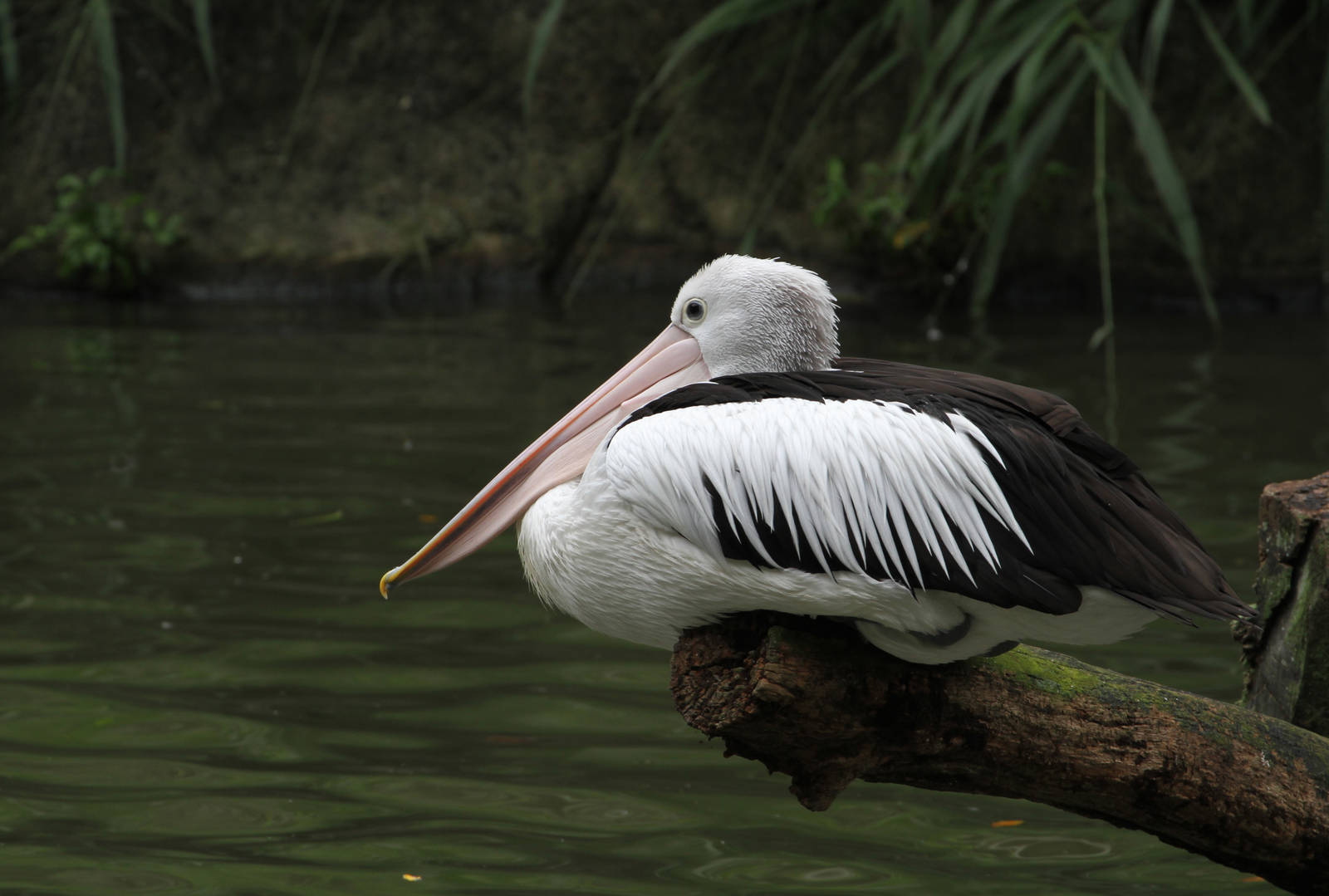 Australian Pelican