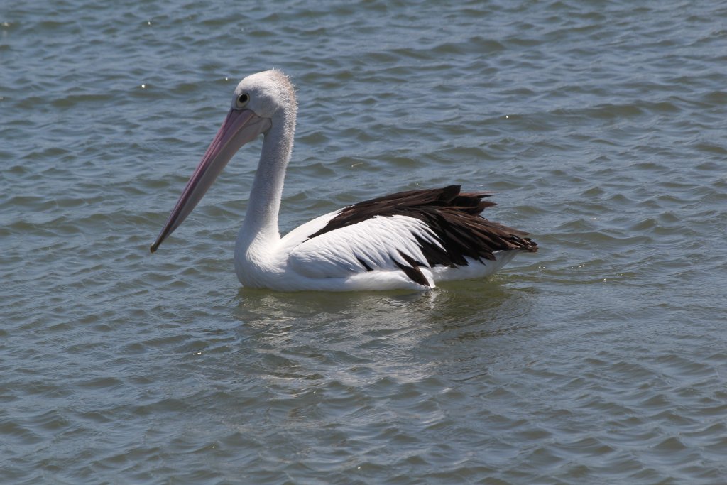 Australian Pelican