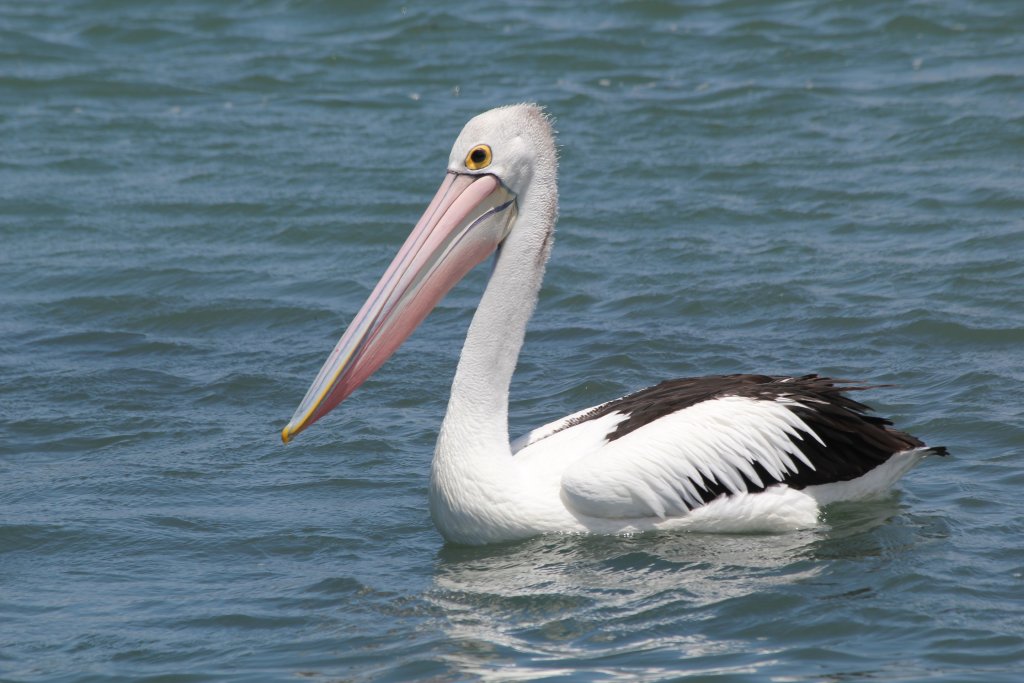 Australian Pelican