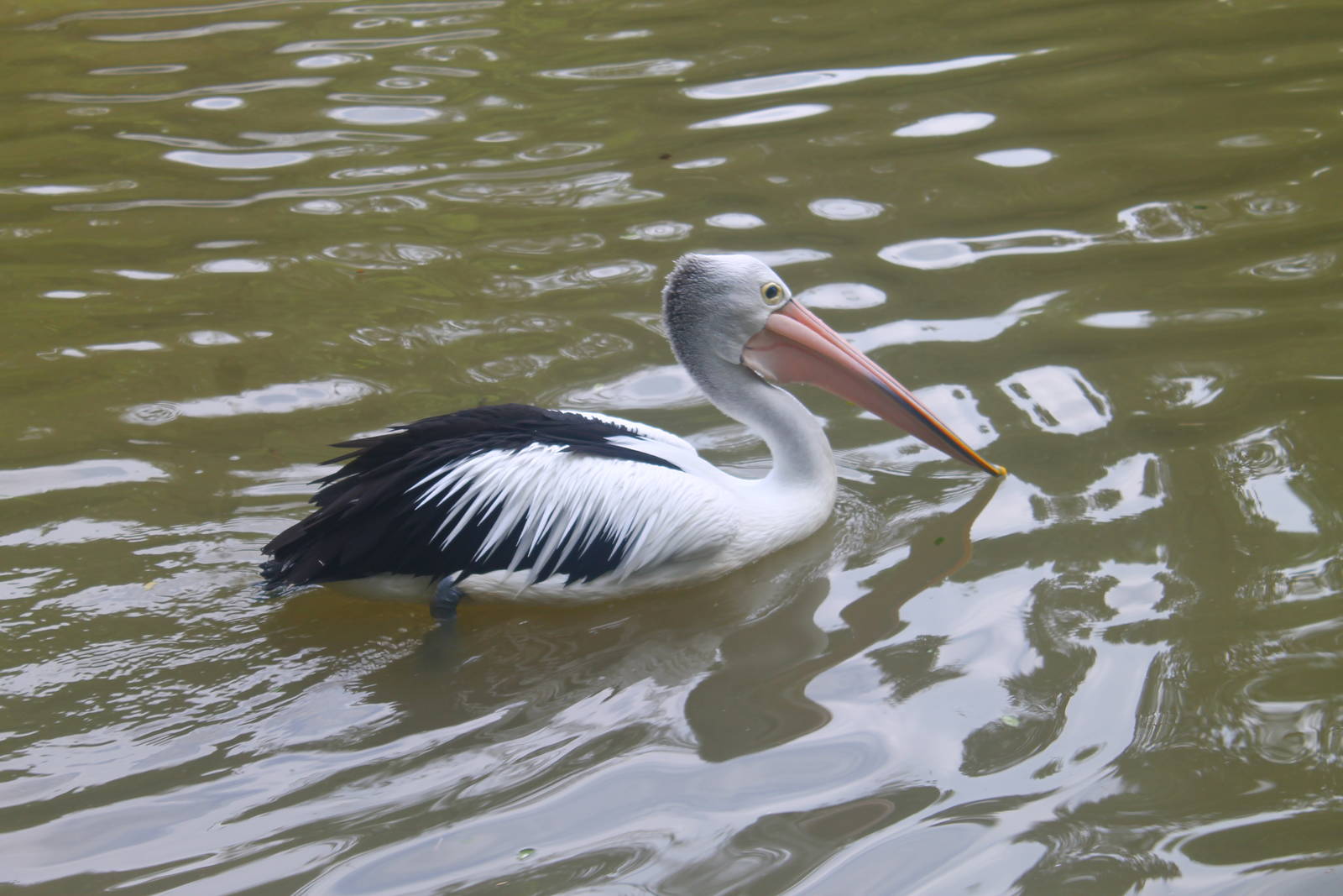 Australian Pelican