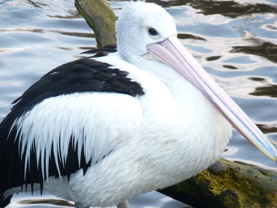 Australian pelican
