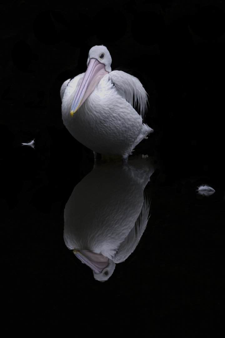 Australian pelican